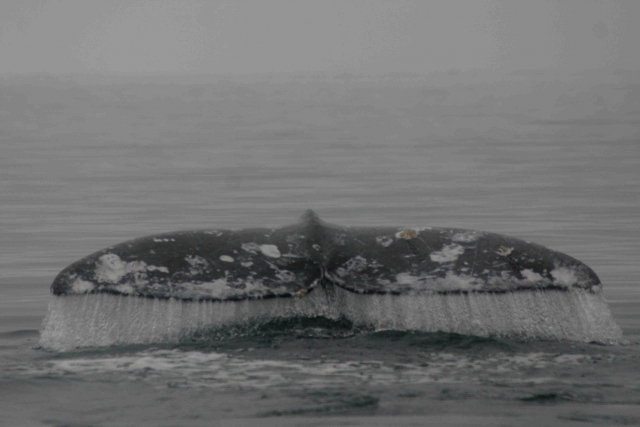 Osservazione delle balene 